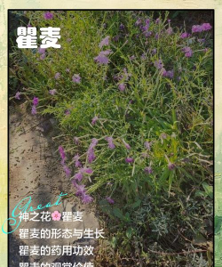 怎么种植瞿麦 怎么种植瞿麦