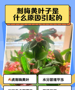 刺梅花为什么叶子干了 刺梅花为什么叶子干了