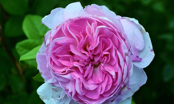 哪些花有大花瓣 哪些花有大花瓣