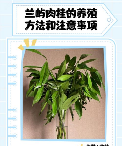 怎么种植肉桂 怎么种植肉桂