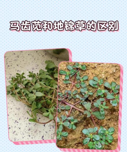 垂盆草和马齿笕有什么区别 垂盆草和马齿笕有什么区别