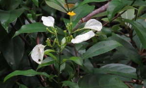 家里阳光不足怎么养花，选对植物种类，掌握养护技巧