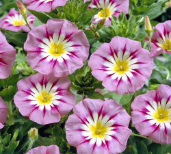 家里阳光不足怎么养花，选对植物种类，掌握养护技巧