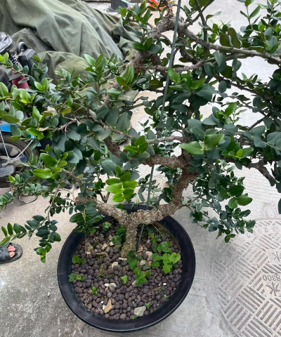 家里阳光不足怎么养花，选对植物种类，掌握养护技巧