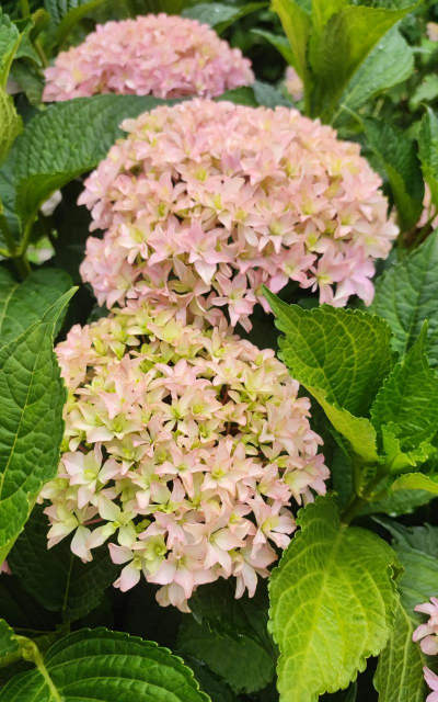 家里阳光不足怎么养花，选对植物种类，掌握养护技巧