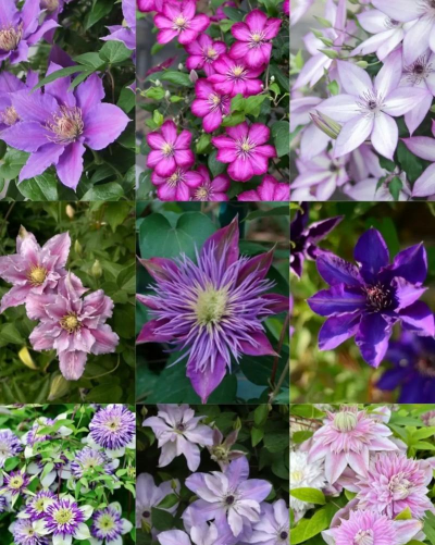 家里阳光不足怎么养花，选对植物种类，掌握养护技巧