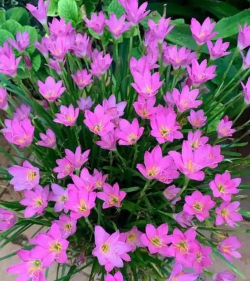 家里阳光不足怎么养花，选对植物种类，掌握养护技巧