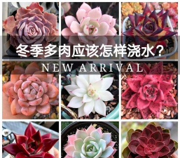 家里阳光不足怎么养花，选对植物种类，掌握养护技巧