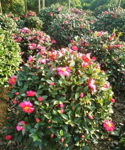 家里阳光不足怎么养花，选对植物种类，掌握养护技巧