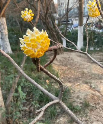 家里阳光不足怎么养花，选对植物种类，掌握养护技巧