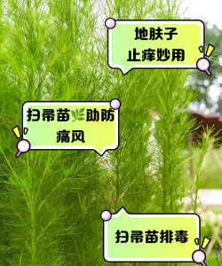 家里阳光不足怎么养花，选对植物种类，掌握养护技巧