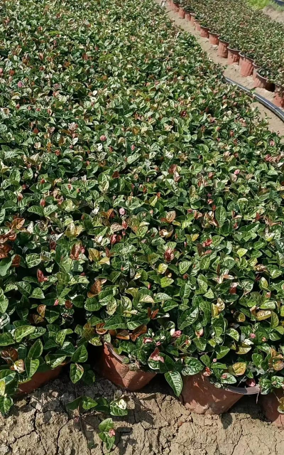 家里阳光不足怎么养花，选对植物种类，掌握养护技巧