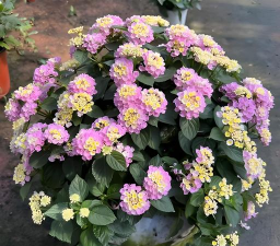 家里阳光不足怎么养花，选对植物种类，掌握养护技巧