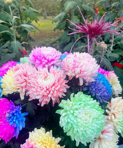 家里阳光不足怎么养花，选对植物种类，掌握养护技巧