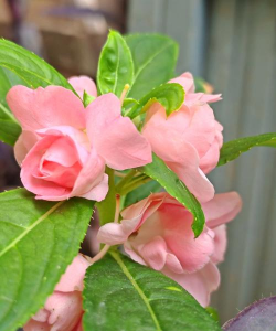 家里阳光不足怎么养花，选对植物种类，掌握养护技巧