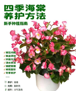 家里阳光不足怎么养花，选对植物种类，掌握养护技巧