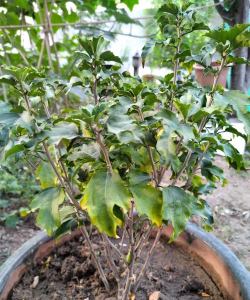 家里阳光不足怎么养花，选对植物种类，掌握养护技巧