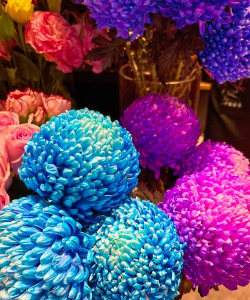 家里阳光不足怎么养花，选对植物种类，掌握养护技巧