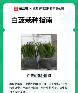 家里阳光不足怎么养花，选对植物种类，掌握养护技巧