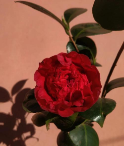 家里阳光不足怎么养花，选对植物种类，掌握养护技巧