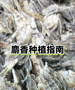 家里阳光不足怎么养花，选对植物种类，掌握养护技巧