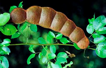 家里阳光不足怎么养花，选对植物种类，掌握养护技巧