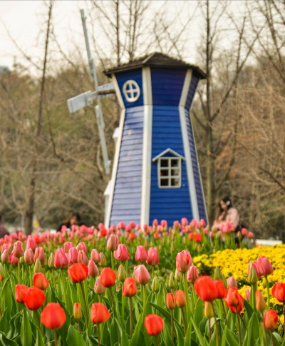 家里阳光不足怎么养花，选对植物种类，掌握养护技巧