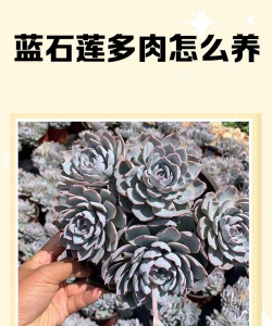家里阳光不足怎么养花，选对植物种类，掌握养护技巧