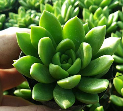 家里阳光不足怎么养花，选对植物种类，掌握养护技巧