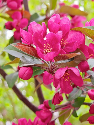 家里阳光不足怎么养花，选对植物种类，掌握养护技巧