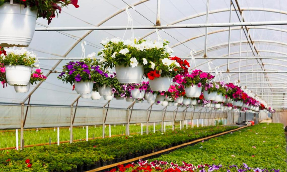 家里阳光不足怎么养花，选对植物种类，掌握养护技巧