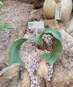 家里阳光不足怎么养花，选对植物种类，掌握养护技巧