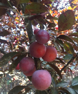 家里阳光不足怎么养花，选对植物种类，掌握养护技巧