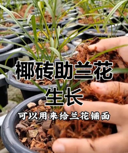 家里阳光不足怎么养花，选对植物种类，掌握养护技巧