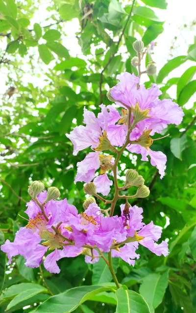 家里阳光不足怎么养花，选对植物种类，掌握养护技巧