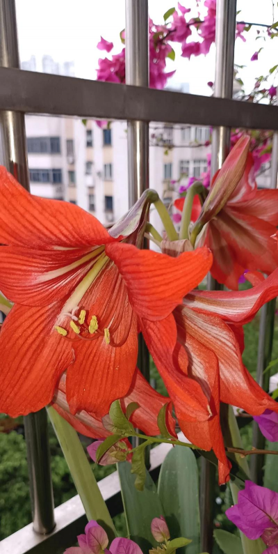 家里阳光不足怎么养花，选对植物种类，掌握养护技巧