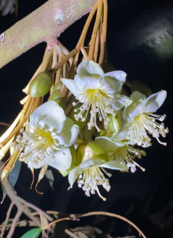 家里阳光不足怎么养花，选对植物种类，掌握养护技巧