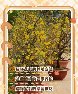 腊梅什么时候翻盆 腊梅什么时候翻盆