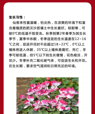 仙客来的特点是什么 仙客来的特点是什么