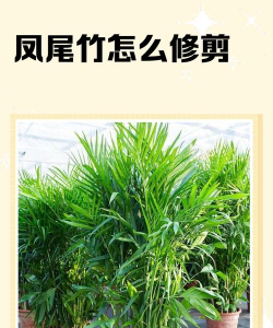 凤尾竹怎么修剪 凤尾竹怎么修剪