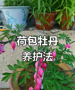 荷包花怎么浇水 荷包花怎么浇水