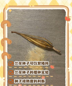家里阳光不足怎么养花，选对植物种类，掌握养护技巧