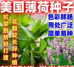 家里阳光不足怎么养花，选对植物种类，掌握养护技巧