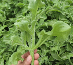 家里阳光不足怎么养花，选对植物种类，掌握养护技巧