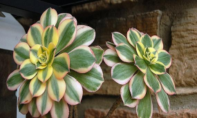 家里阳光不足怎么养花，选对植物种类，掌握养护技巧