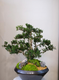 黄杨哪种最珍贵