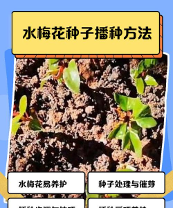 家里阳光不足怎么养花，选对植物种类，掌握养护技巧
