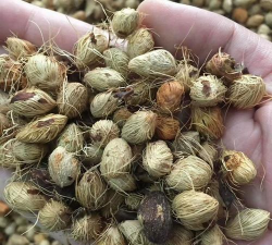 家里阳光不足怎么养花，选对植物种类，掌握养护技巧