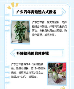 家里阳光不足怎么养花，选对植物种类，掌握养护技巧