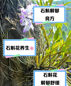 小众送妈妈的花有哪些花